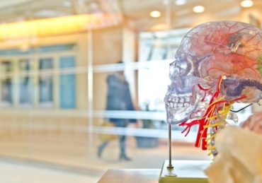 human head and brain science model